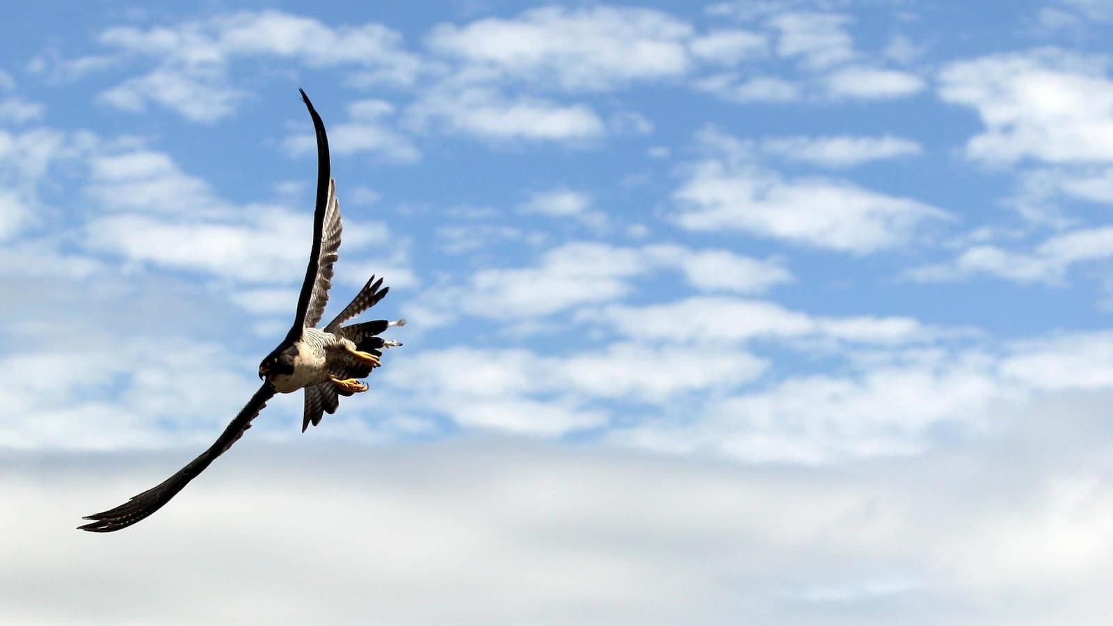 यूएस पेरेग्रीन फाल्कन्स शहर के लिए अच्छी तरह से अनुकूलित करते हैं जो उनके तटीय चचेरे भाई बर्ड फ्लू के साथ संघर्ष करते हैं